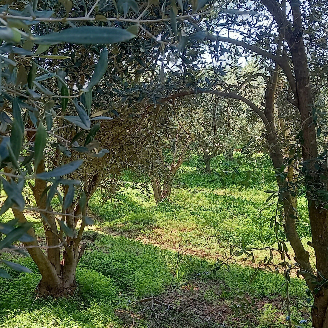 Olive cultivars at Boutique Olive Grove, Karoo