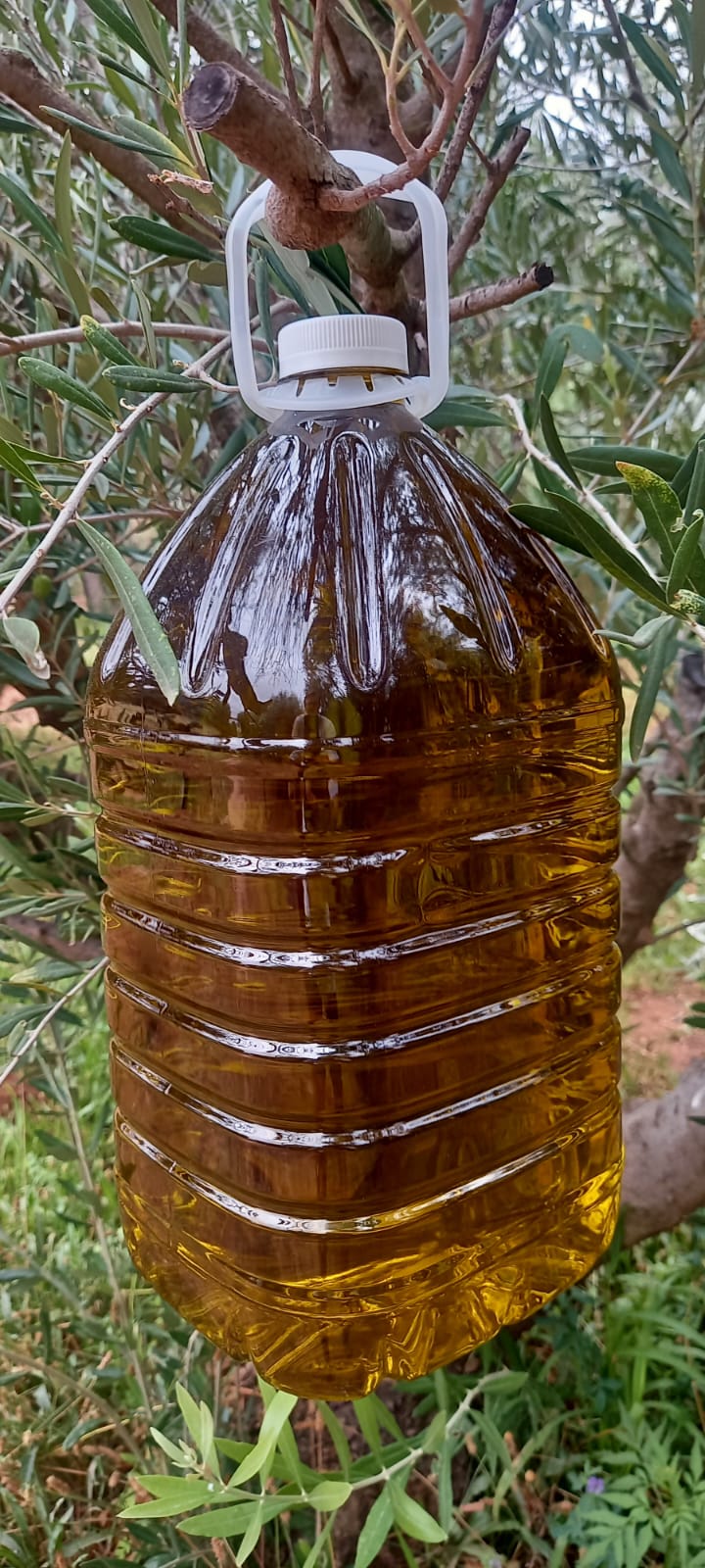 Karoo Extra Virgin Olive Oil — 5 Litre | Boutique Olive Grove