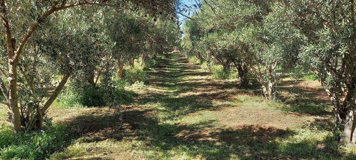 Row of Coratina olive trees at Boutique Olive Grove, Xamdeboo, Aberdeen, Karoo