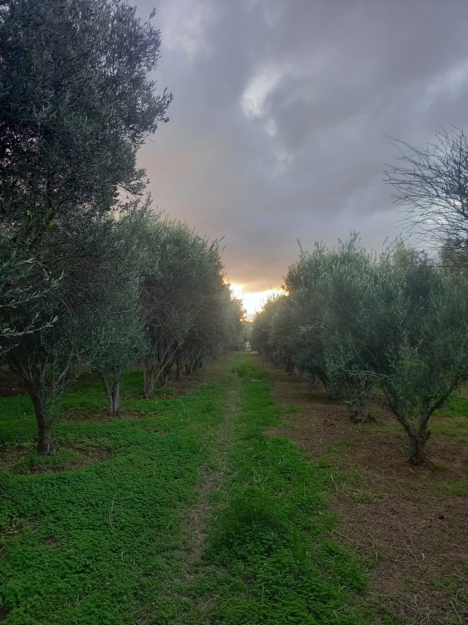 Olive rows under gathering rain clouds, Boutique Olive Grove, Karoo